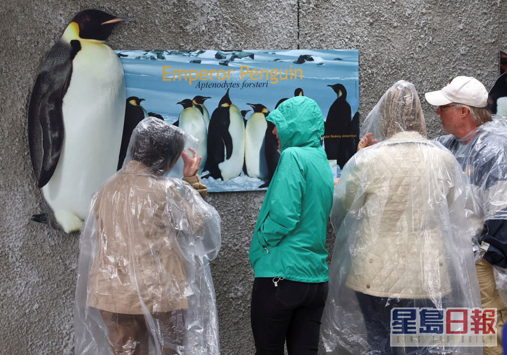 遊客抵達開普敦著名的企鵝棲息地。路透社圖片