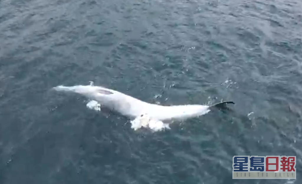 西贡海域出现布氏幼鲸，现身唔够半个月便浮尸海面。