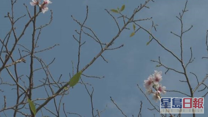 宮崎市氣象台指今次「十月櫻」出現原因特殊，故不算正式開花。網上圖片