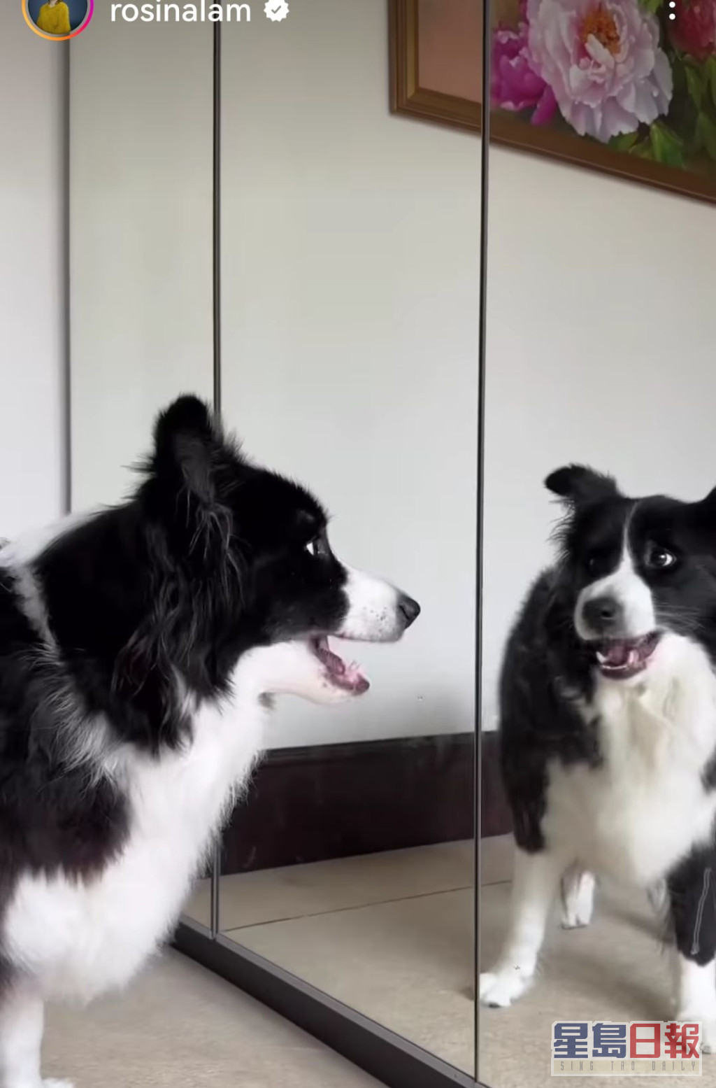 家中愛犬會照鏡。