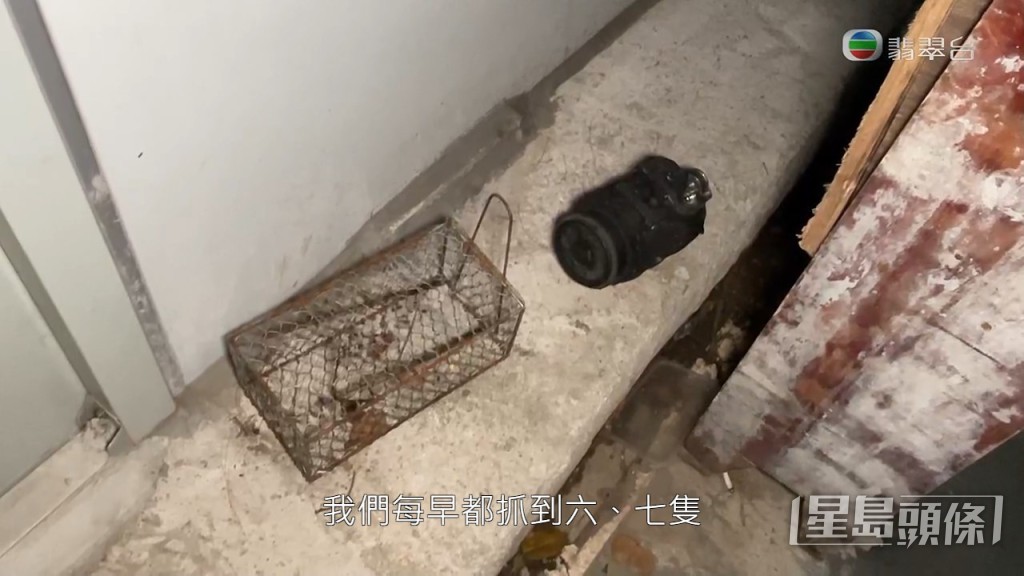 地盤負責人指，他們亦有設置捕鼠工具，平均每朝捉到六、七隻。