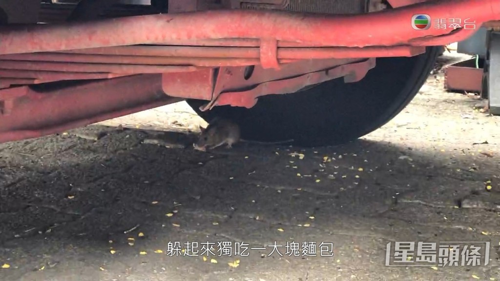 有老鼠獨自在車底開餐。