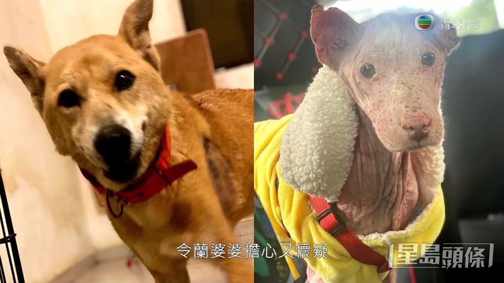 有次有行山人士見到蘭婆婆，對方跟她說：「畀呢班人（狗義工）捉咗，以後就拎唔返㗎喇！」令婆婆起疑心。
