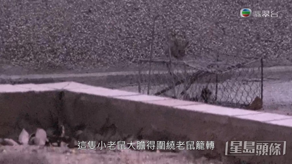 有老鼠更肆無忌憚在捕上籠上跑跑跳跳。
