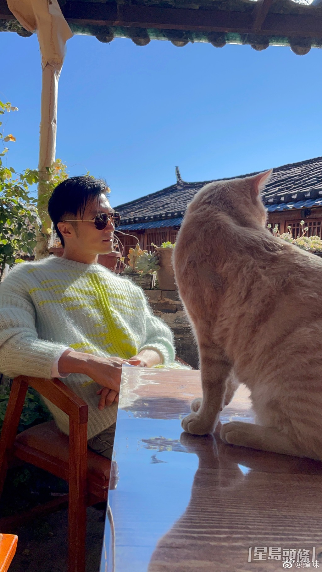 比貓咪更吸睛。
