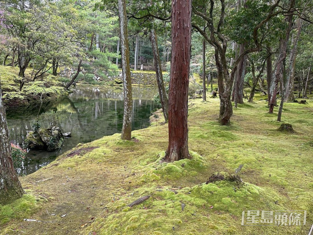 汪明荃去咗西芳寺睇青苔。