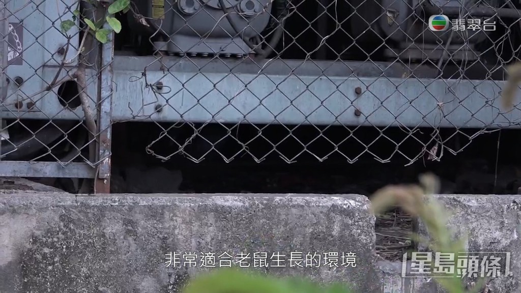 滅鼠專家指蝴蝶邨水泵房是老鼠的理想居住環境，為老鼠遮風檔雨，而且中門大開，老鼠可以自出自入。