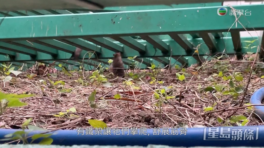 見到老鼠爬高爬低，一樣活躍。