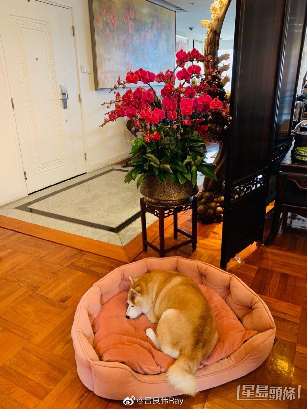 愛犬都住得舒服過人!