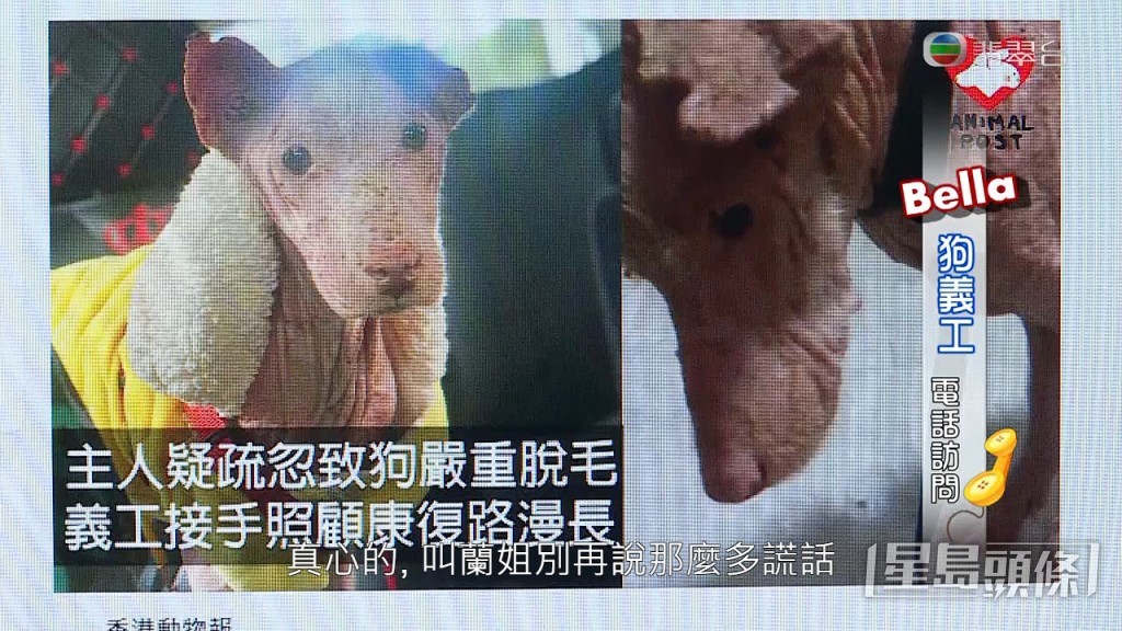 事件相隔一個多月仍未解決，Bella堅持不肯交還：「就算我哋肯畀，其他網民都唔會認同；我哋唔會真係做到咁絕，但呢兩隻狗真係唔得。你叫蘭姐唔好再講咁多大話，佢明明講過話『隻生滋狗我唔要喇，你哋攞走啦』，但而家又話好想接返佢哋，唔好玩啦，蘭姐！」
