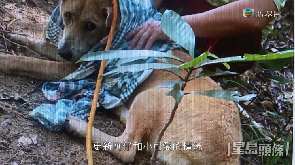 Bella亦一直有在社交網更新阿仔與小可愛近況。
