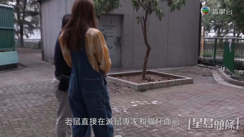 不過即使在滅鼠專家面前，老鼠依然冇有怕，周圍走。