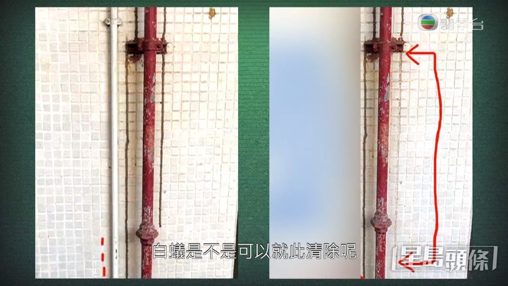 事件在將軍澳街坊的facebook群組引起討論，更有街坊隔一排就更新白蟻路的最新情況。