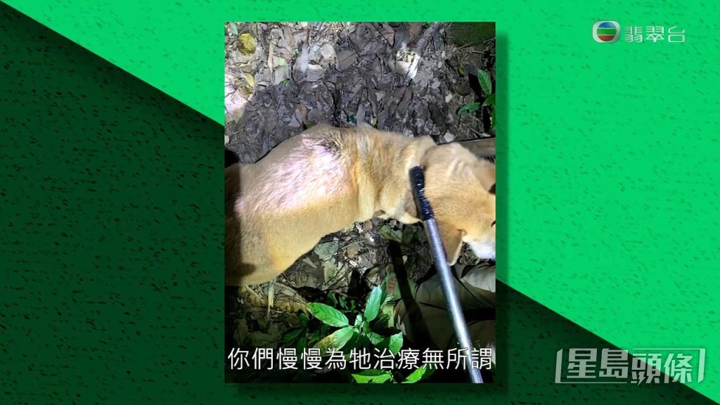 蘭婆婆指她原有10隻狗，現在只剩8隻：「我同佢講：『靚女，阿仔好咗，你畀返阿仔我先啦，有皮膚病嗰隻你慢慢醫都冇所謂。』」蘭婆婆指責對方態度惡劣，不肯歸還狗狗。