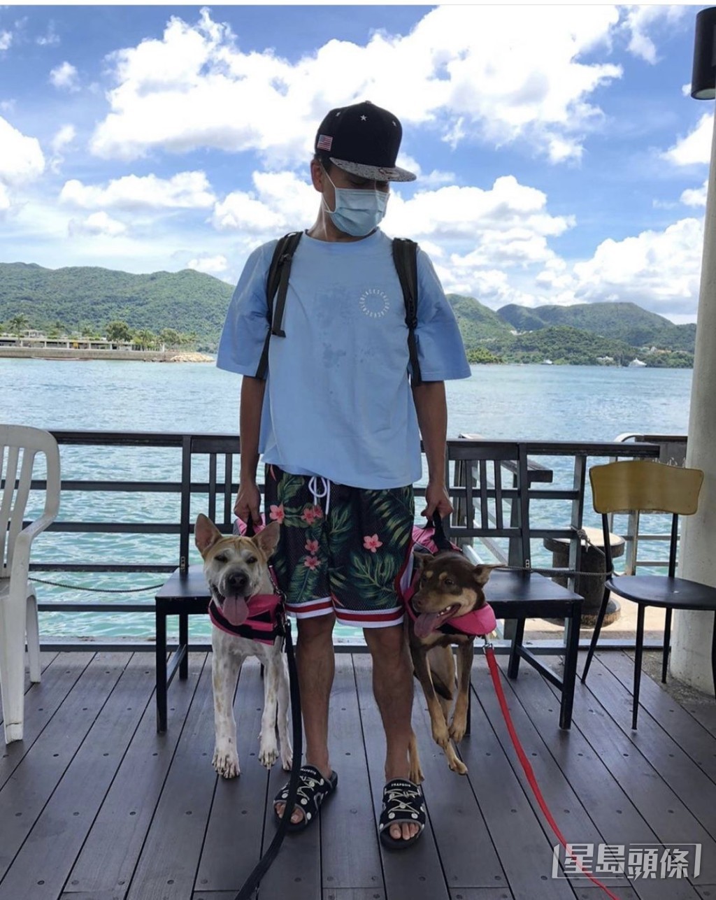Bosco愛養唐狗及大型狗種。