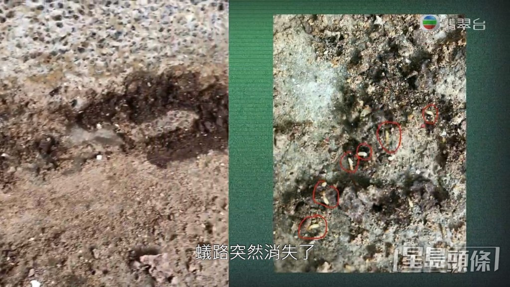 《東張西望》向管理公司查詢，對方指已經請滅蟲公司派人清除了現場的白蟻。