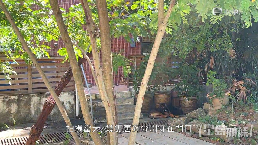 《東張》拍攝當日，4隻唐狗守在屋前，亦會走到行人路或草地。