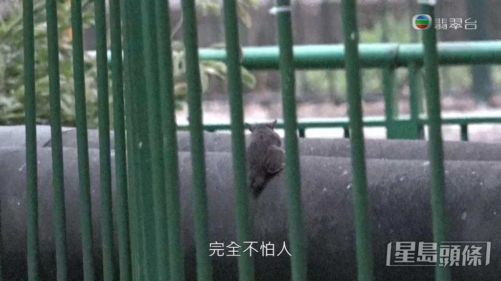 不過即使在滅鼠專家面前，老鼠依然冇有怕，周圍走。