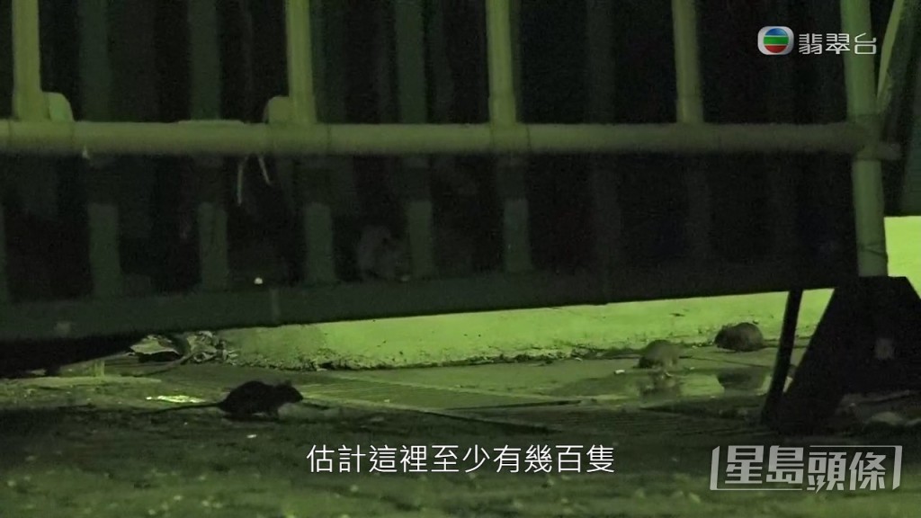 滅鼠專家估計蝴蝶邨至少有數百隻老鼠，加上老鼠的繁殖速度，數目隨時破千。