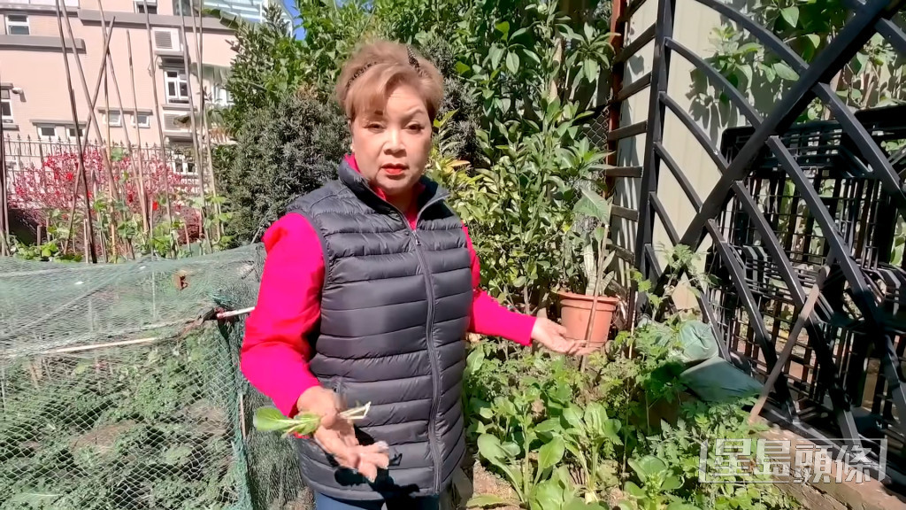 最近肥妈也学“灿神”务农，不过时在自家花园种菜。