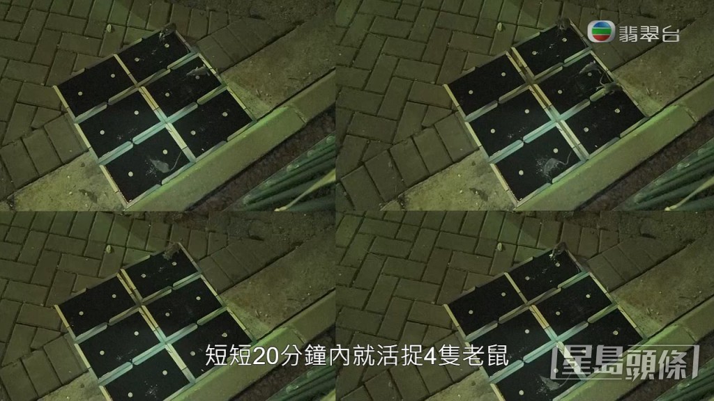 短短20分鐘內已經活捉4隻老鼠！