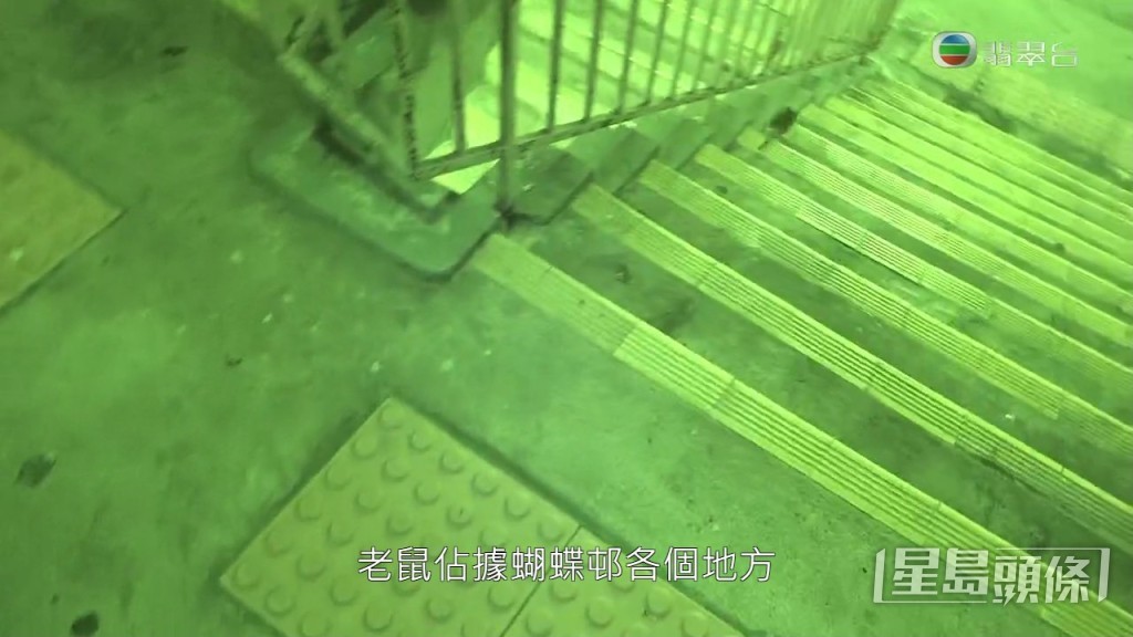 老鼠大模斯樣在後樓梯跑來跑去，入侵民居，帶來衛生問題！