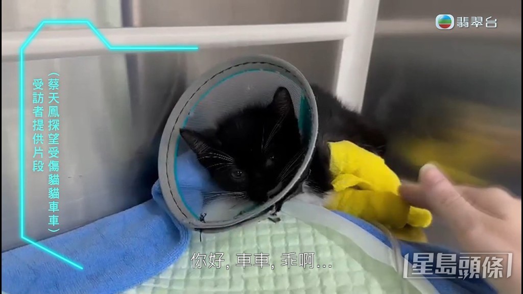 不斷安撫受傷貓B。