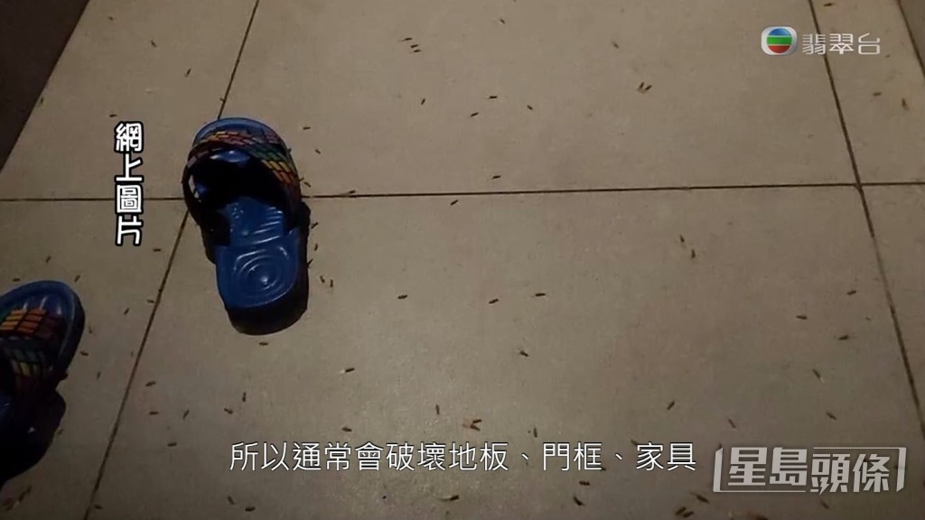 而且如果白蟻入侵家居一年至兩年，就代表家中可能已經暗藏八萬至十萬白蟻大軍。