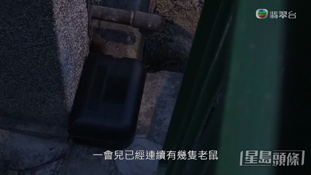 《東張》與滅鼠專家設置捕鼠器，雖然有老鼠再側邊行過，但最後一無所獲。