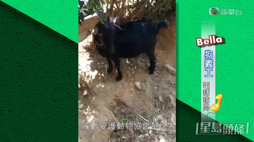 至於有否找過其他機構幫手，Bella則表示如果自己能夠處理，就不會想交給其他機構。