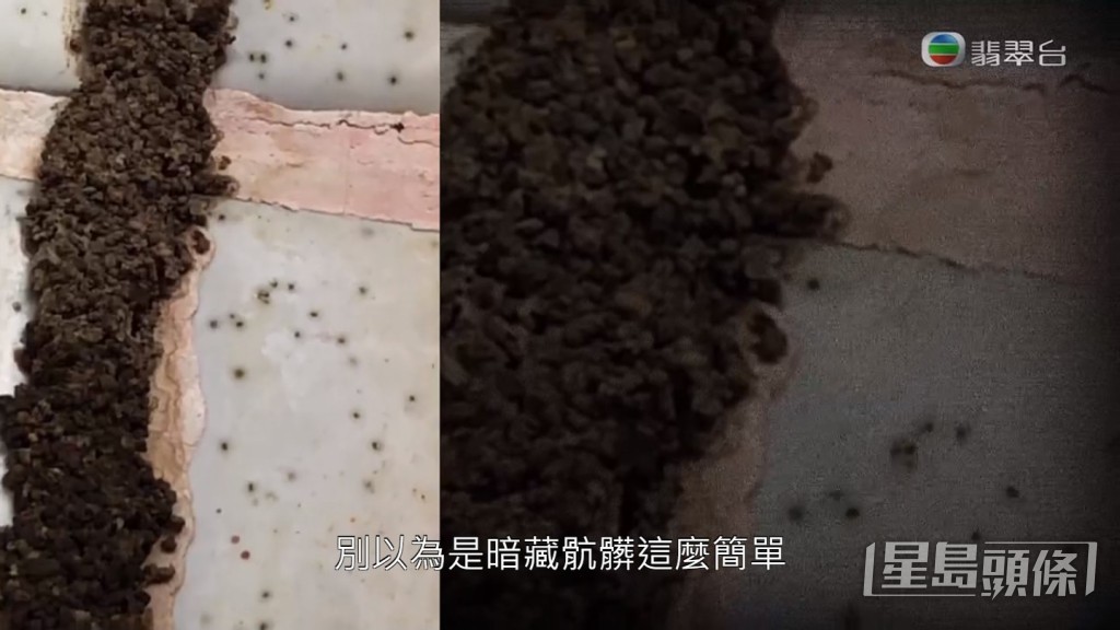 今晚(26日)《東張西望》報導,將軍澳翠林邨其中一座驚現2米白蟻路。