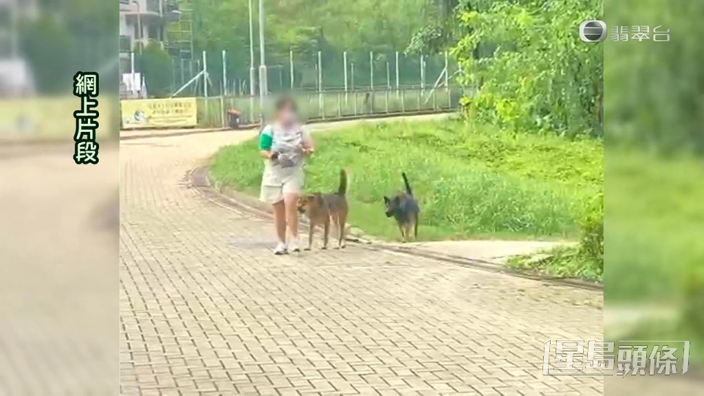 網上片段亦見到有女性被兩隻唐狗狂吠，即使她調頭走亦繼續緊跟。