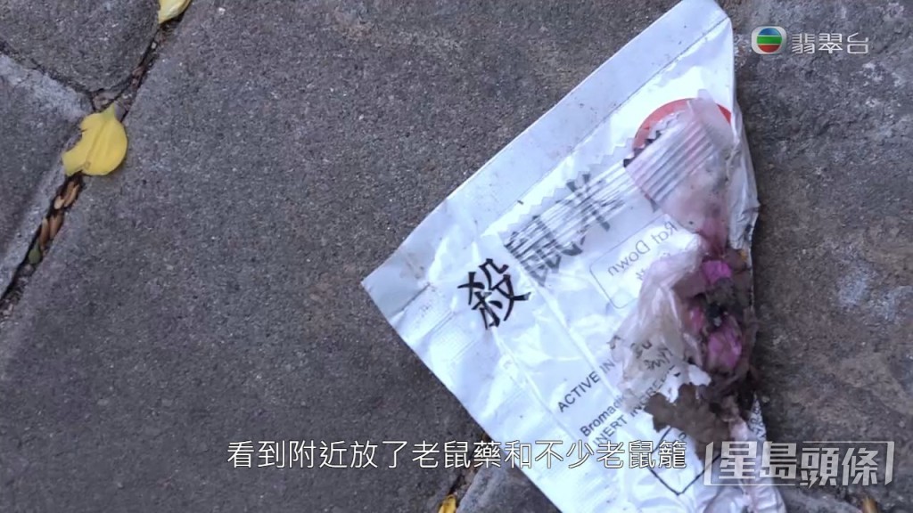 現場見到有老鼠藥等滅鼠用品，但全都似乎毫無作用。