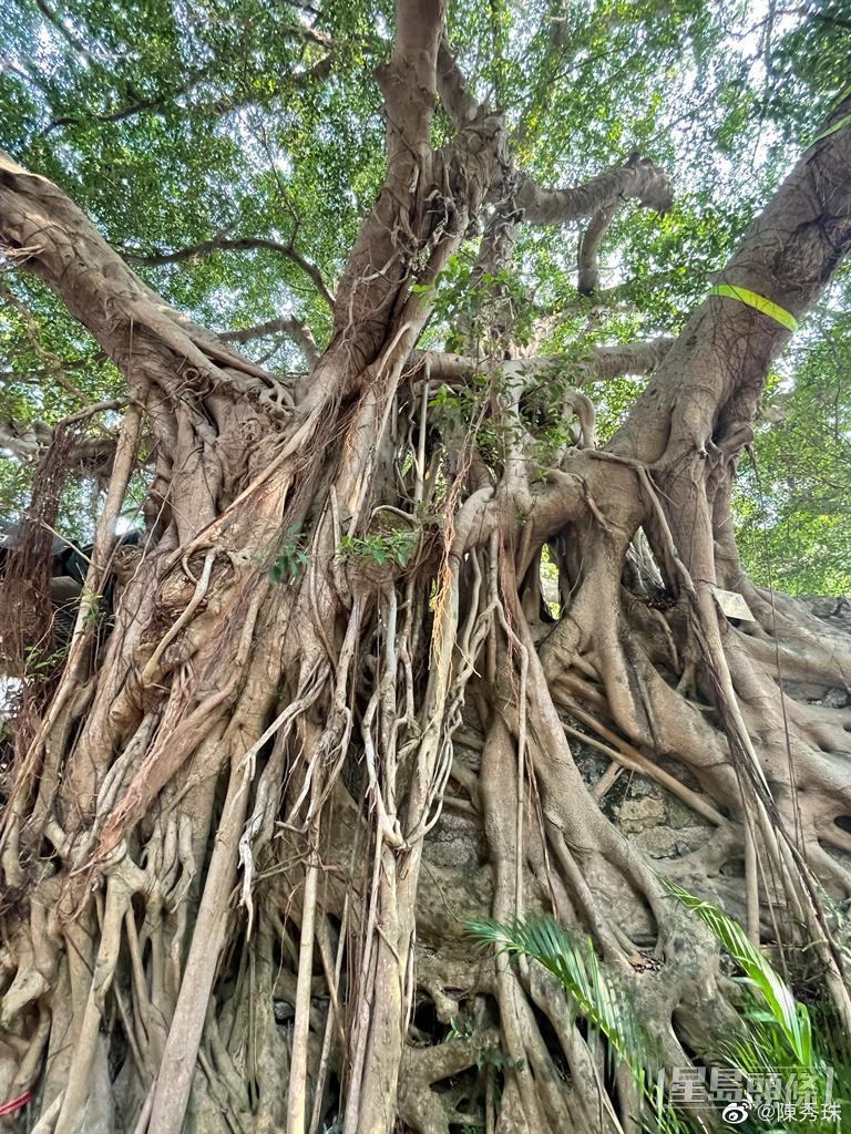 刘松仁最近与陈秀珠访千年老树。