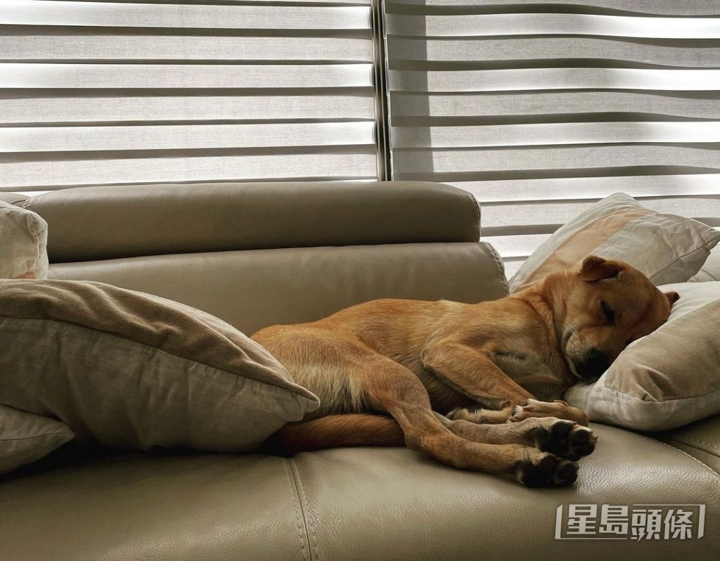 平日留家凑吓爱犬都开心。
