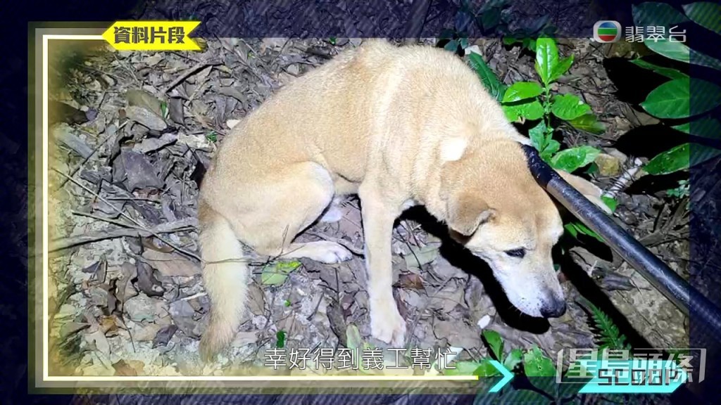 《東張西望》9月中曾報道一宗懷疑虐狗事件，養了10隻狗的「蘭婆婆」其中一隻唐狗「阿仔」被斬傷，其後得狗義工幫助接走狗狗治療。