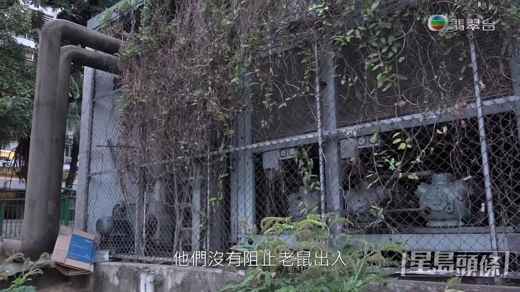 滅鼠專家指，原本臨近水泵房的草叢位置已除雜草，防止老鼠匿藏，房署算是有採取適當措施處理。