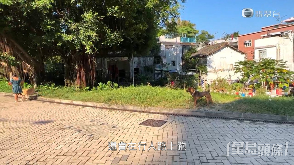 《东张》拍摄当日，4只唐狗守在屋前，亦会走到行人路或草地。