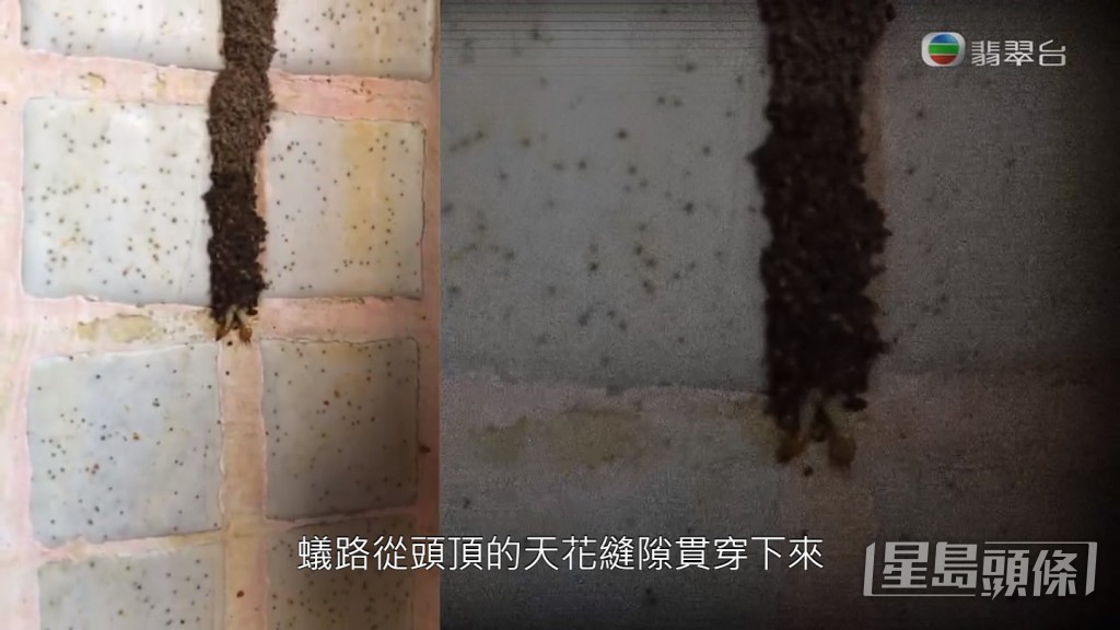 有街坊幾個月前已經見到這條白蟻路，遠看以為是生鏽。