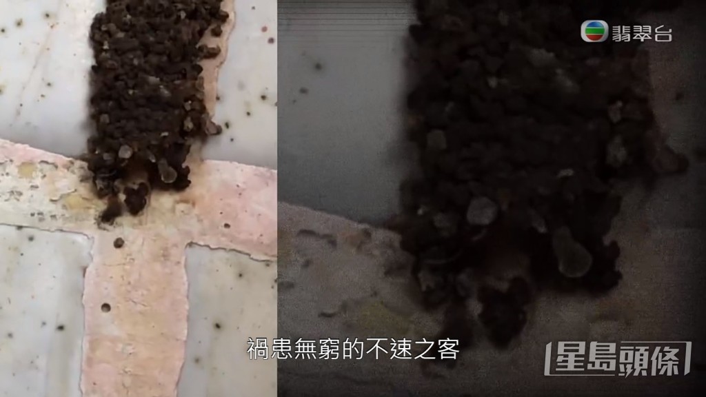 白蟻路貫穿天花。