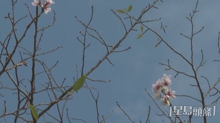 宫崎市气象台指今次“十月樱”出现原因特殊,故不算正式开花。网上图片