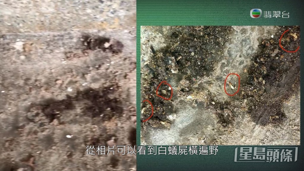 《東張西望》向管理公司查詢，對方指已經請滅蟲公司派人清除了現場的白蟻。