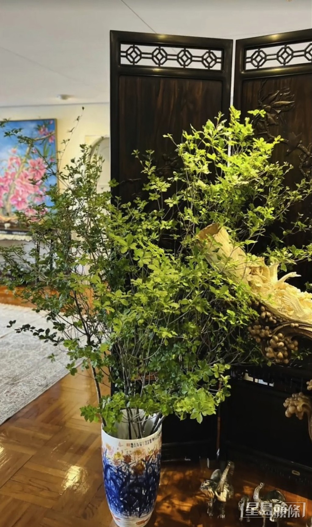 楊小娟很愛花花草草。