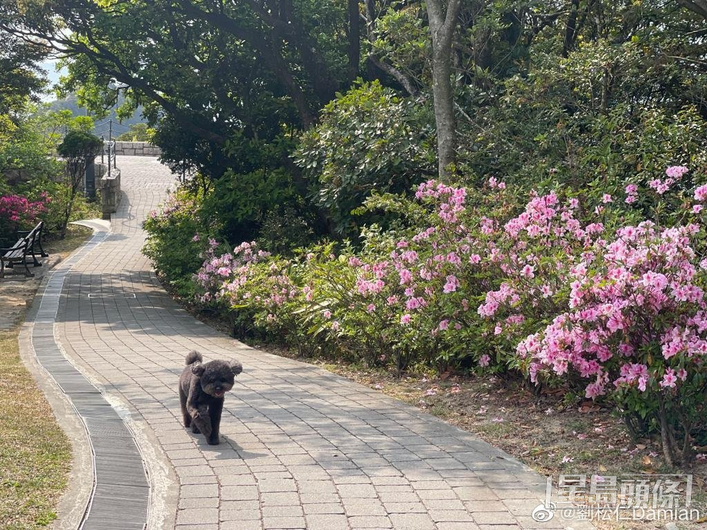 刘松仁平常会与叮叮散步。