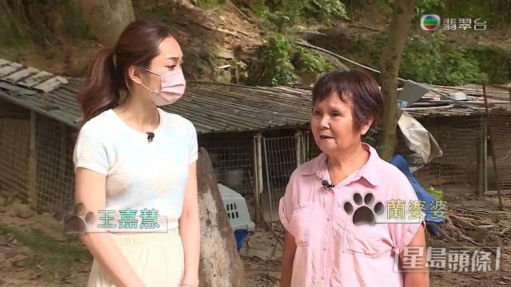 狗主蘭婆婆再向《東張》爆料，指狗義工再次帶走「阿仔」，以及另一隻患有皮膚病的唐狗「千歲」後，一直不肯歸還。