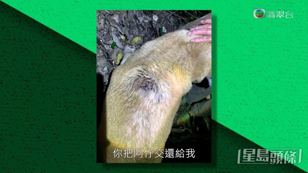 蘭婆婆指她原有10隻狗，現在只剩8隻：「我同佢講：『靚女，阿仔好咗，你畀返阿仔我先啦，有皮膚病嗰隻你慢慢醫都冇所謂。』」蘭婆婆指責對方態度惡劣，不肯歸還狗狗。