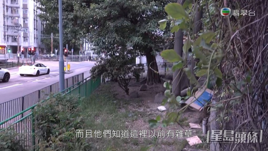 滅鼠專家指，原本臨近水泵房的草叢位置已除雜草，防止老鼠匿藏，房署算是有採取適當措施處理。