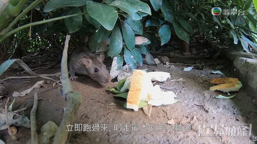 老鼠搶食速度極快，不足一秒就叼走最大塊的麵包。