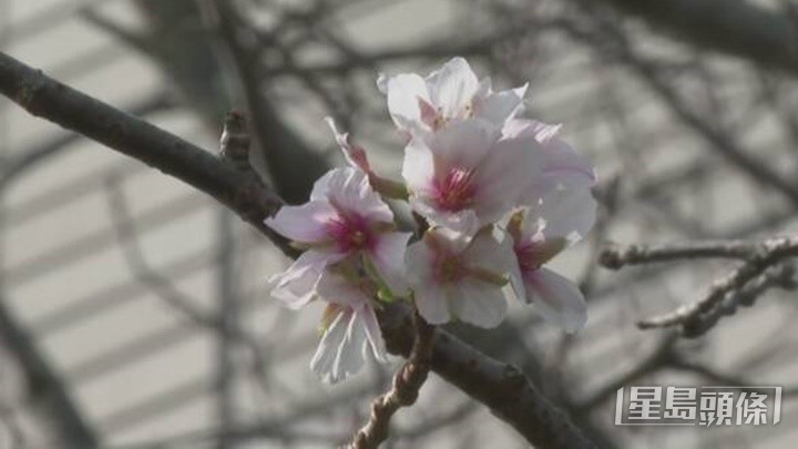 宫崎市气象台从“标准木”观察到约20朵已开的樱花。网上图片