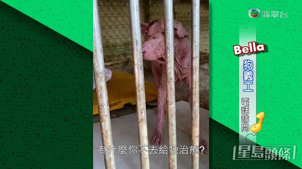 Bella指：「我哋都係為啲狗着想，你同大眾講養到啲狗肥肥白白，咁小可愛都係你啲狗，點解搞到咁？醫生話佢營養不良、成身發炎，點解你唔去醫呢？」